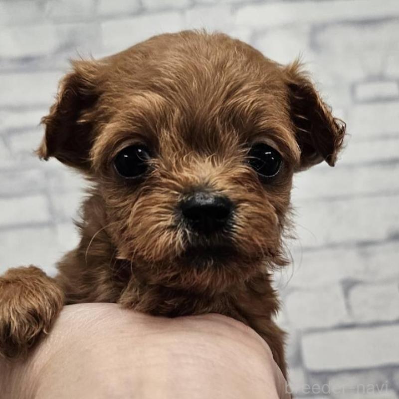 販売中の埼玉県のチワプー:チワワ×トイプードル-422688