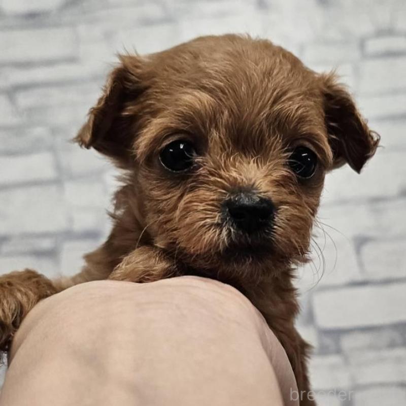 販売中の埼玉県のチワプー:チワワ×トイプードル-422688の5枚目