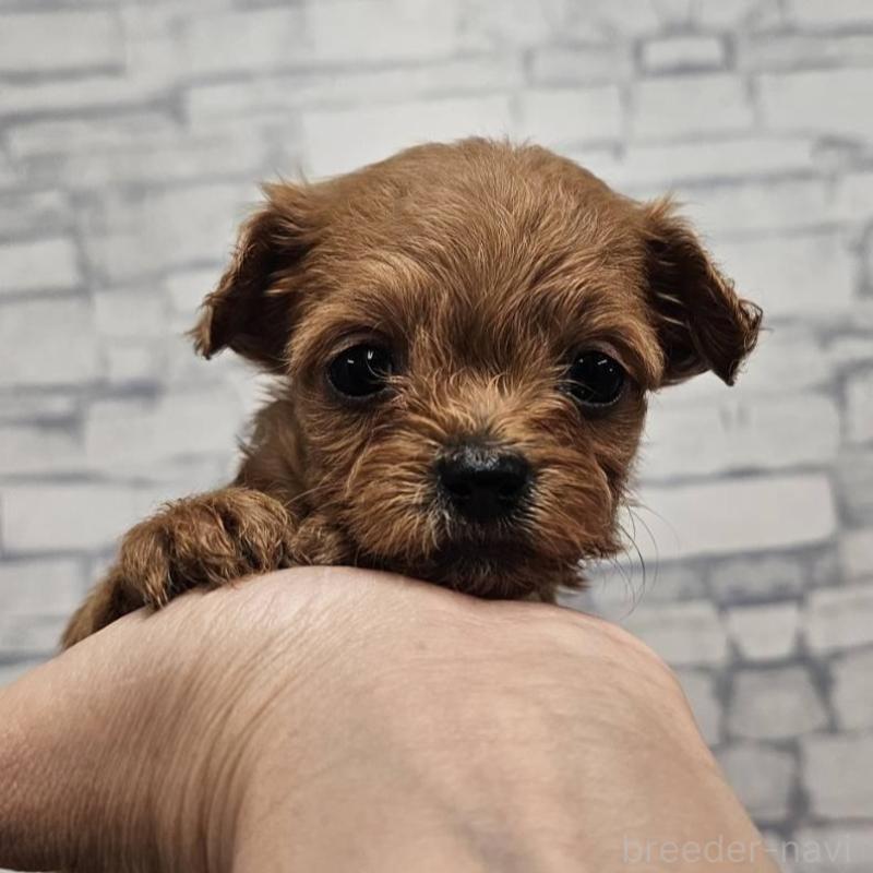 販売中の埼玉県のチワプー:チワワ×トイプードル-422688の4枚目