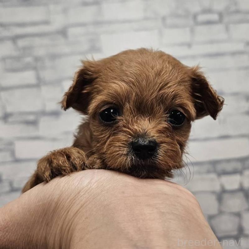 販売中の埼玉県のチワプー:チワワ×トイプードル-422688の3枚目