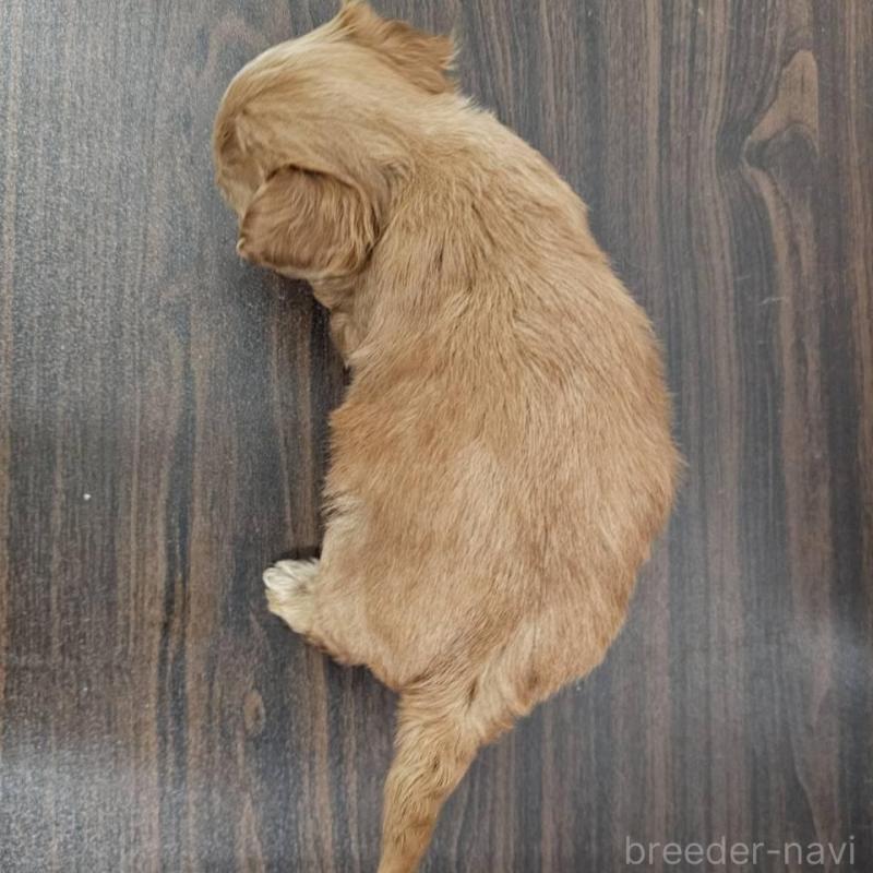 販売中の埼玉県のチワプー:チワワ×トイプードル-422688の2枚目