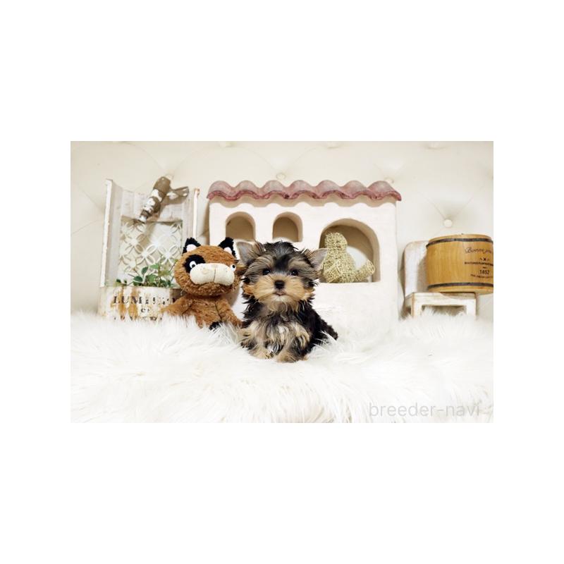 販売中の佐賀県のヨークシャーテリア-422692の5枚目