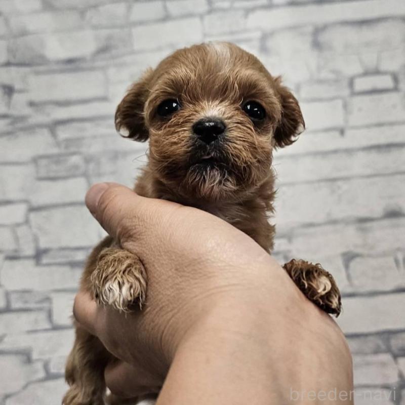 販売中の埼玉県のチワプー:チワワ×トイプードル-422691の6枚目