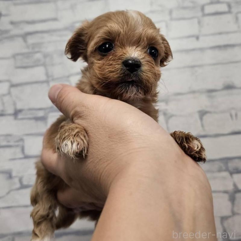 販売中の埼玉県のチワプー:チワワ×トイプードル-422691の5枚目