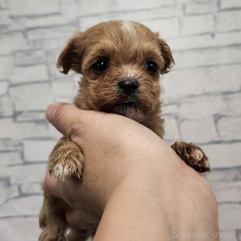 販売中の埼玉県のチワプー:チワワ×トイプードル-422691の4枚目