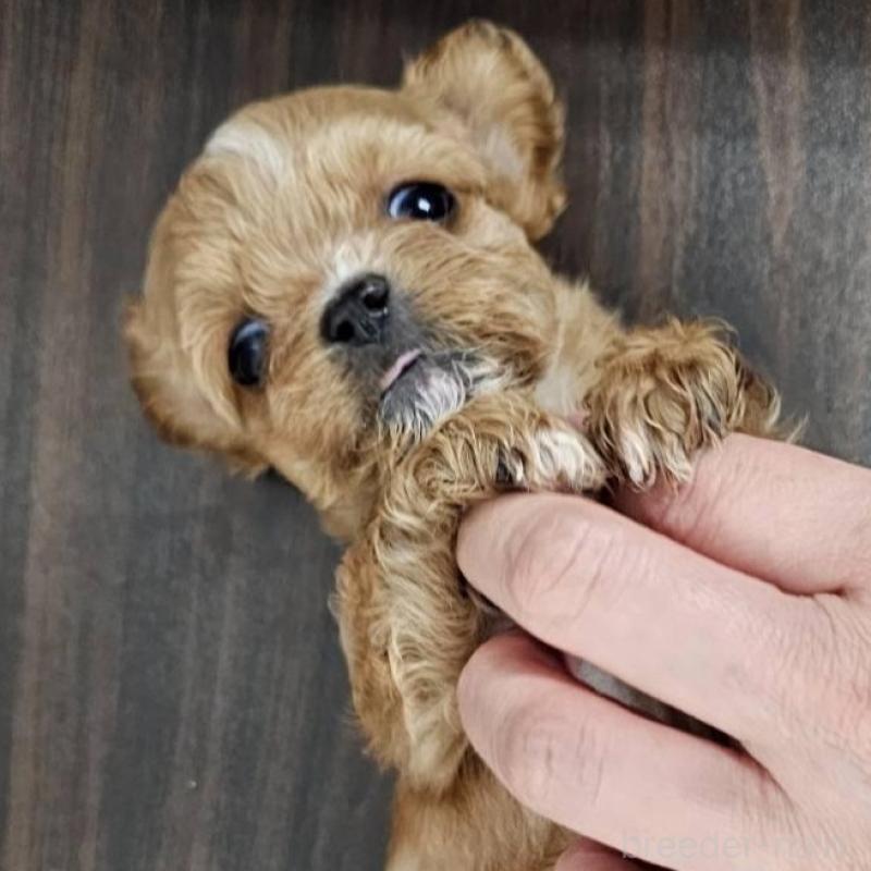 販売中の埼玉県のチワプー:チワワ×トイプードル-422691の3枚目