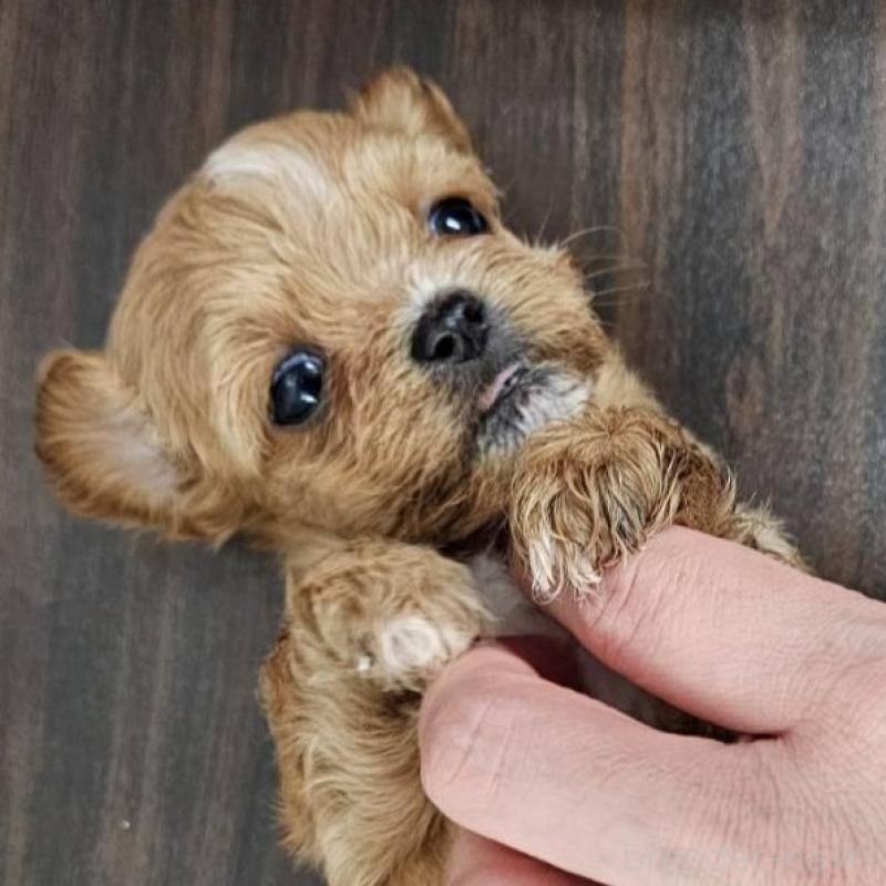 販売中の埼玉県のチワプー:チワワ×トイプードル-422691の2枚目