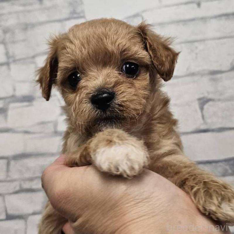 販売中の埼玉県のチワプー:チワワ×トイプードル-422694の6枚目