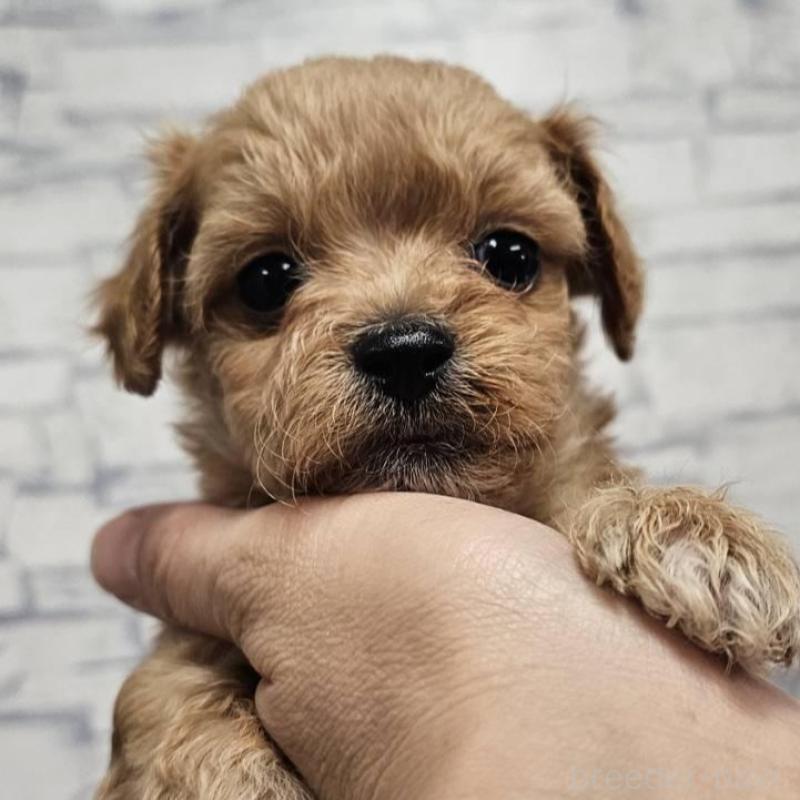 販売中の埼玉県のチワプー:チワワ×トイプードル-422694の5枚目