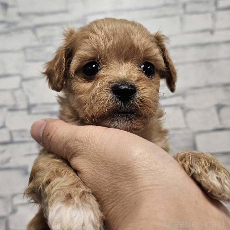 販売中の埼玉県のチワプー:チワワ×トイプードル-422694の4枚目