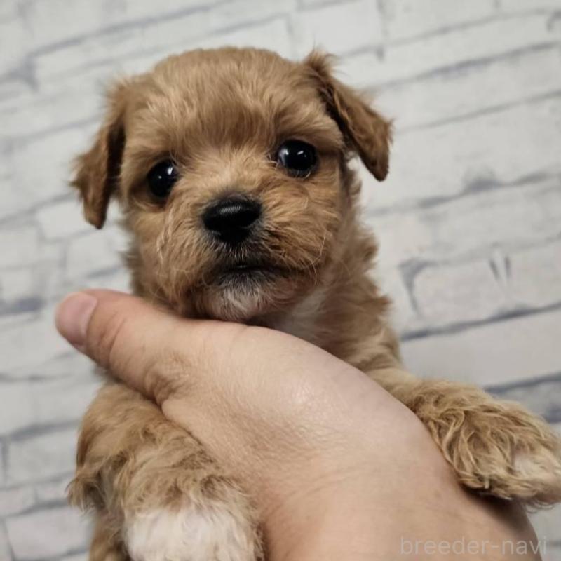 販売中の埼玉県のチワプー:チワワ×トイプードル-422694の3枚目