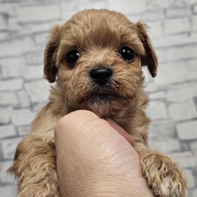 販売中の埼玉県のチワプー:チワワ×トイプードル-422694の2枚目