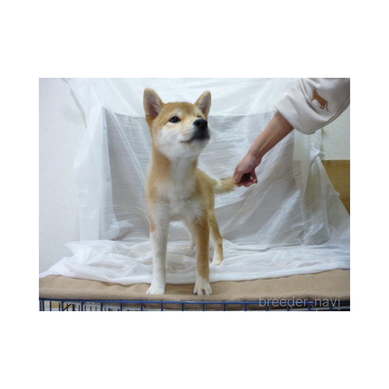 販売中の埼玉県の柴犬-422696の3枚目