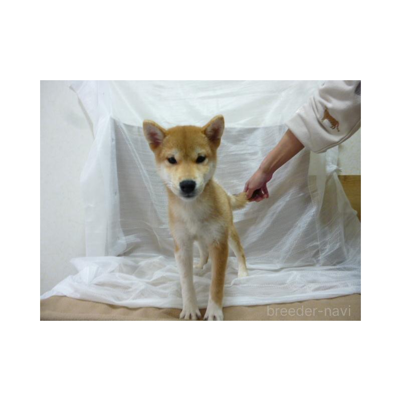 販売中の埼玉県の柴犬-422696の2枚目