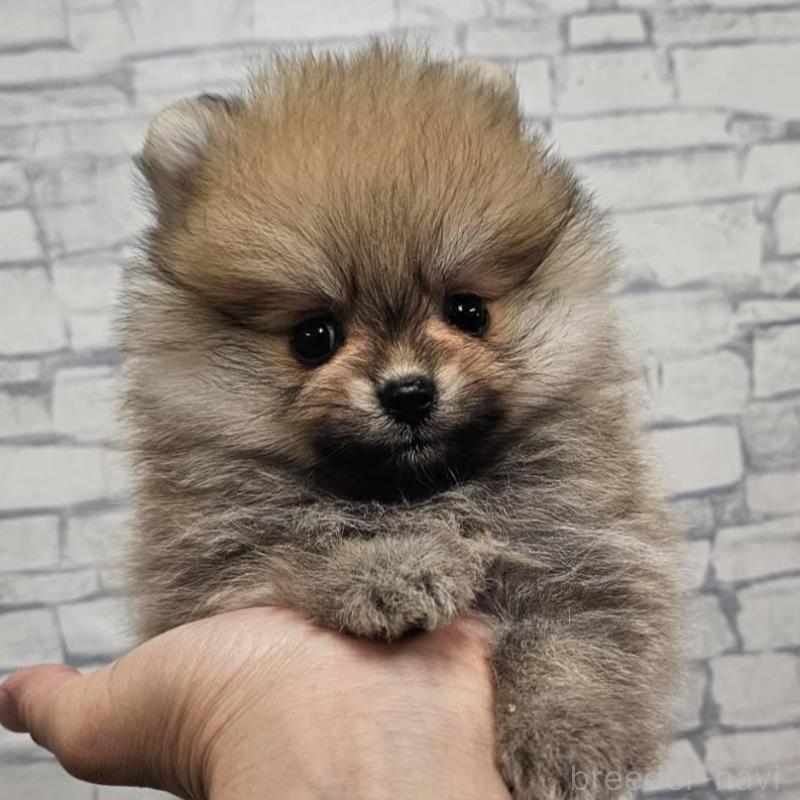 販売中の埼玉県のポメラニアン-418309