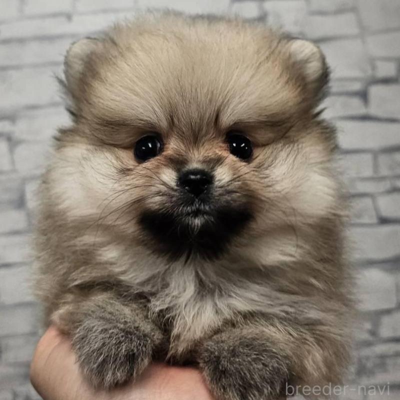 販売中の埼玉県のポメラニアン-418041
