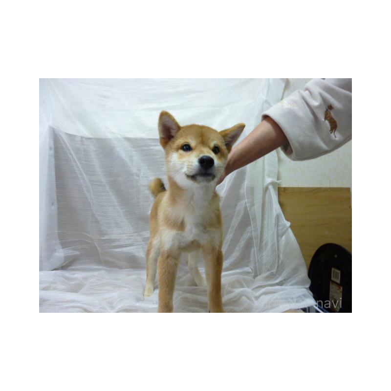 販売中の埼玉県の柴犬-422698の2枚目