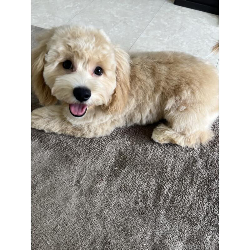 販売中の茨城県のマルプー:マルチーズ×トイプードル-398789