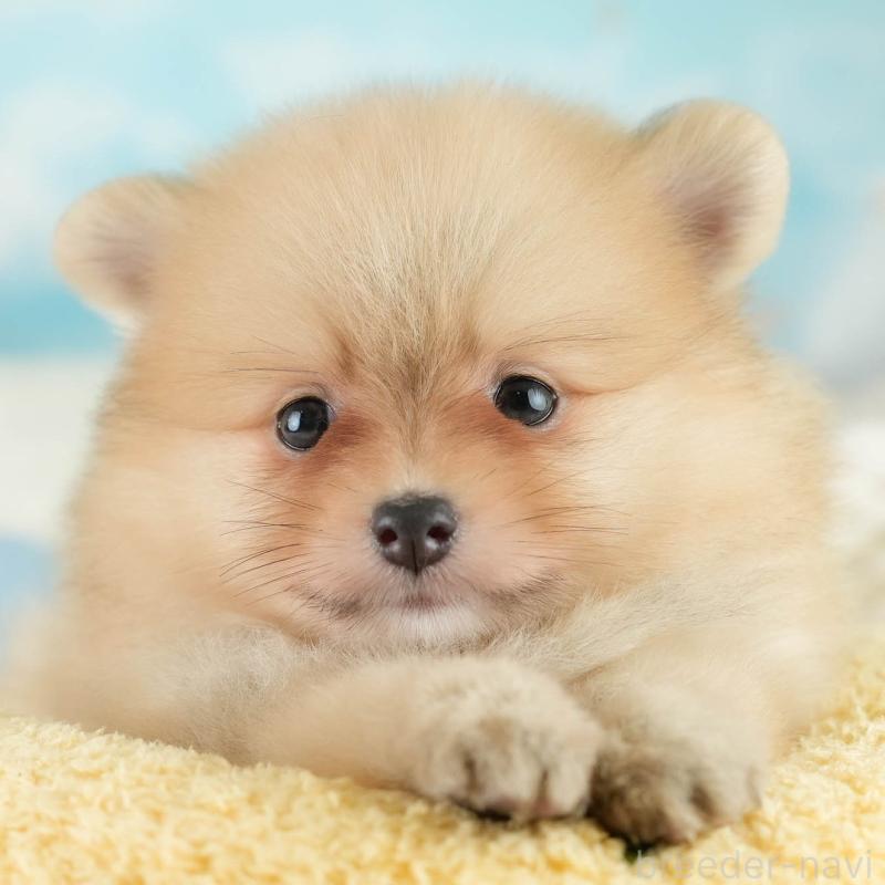 販売中の栃木県のポメラニアン-422701