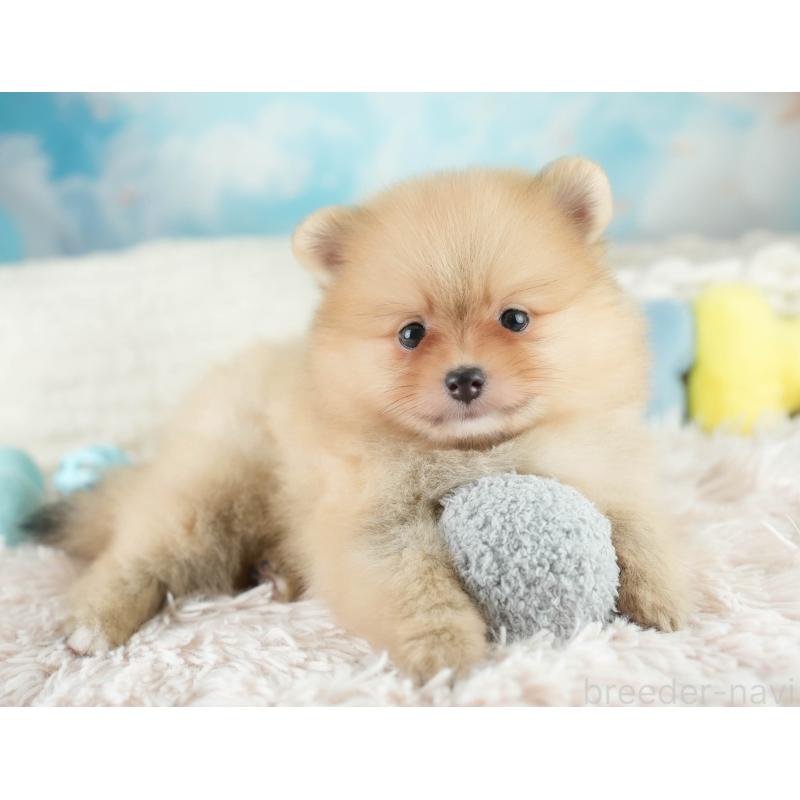 販売中の栃木県のポメラニアン-422701の8枚目