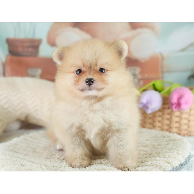 販売中の栃木県のポメラニアン-422701の7枚目