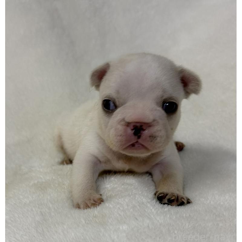 販売中の山口県のフレンチブルドッグ-422699