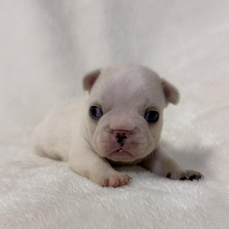 販売中の山口県のフレンチブルドッグ-422699の4枚目