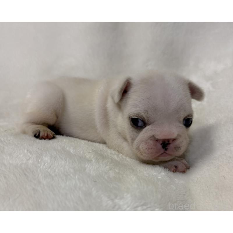 販売中の山口県のフレンチブルドッグ-422699の3枚目