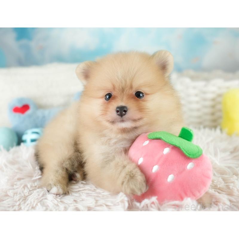 販売中の栃木県のポメラニアン-422701の6枚目