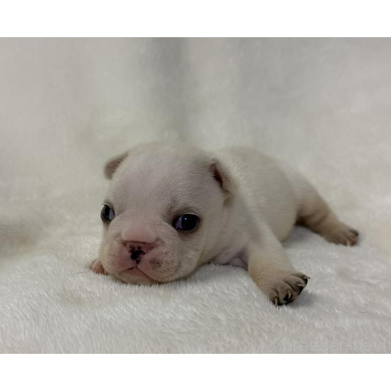 販売中の山口県のフレンチブルドッグ-422699の2枚目