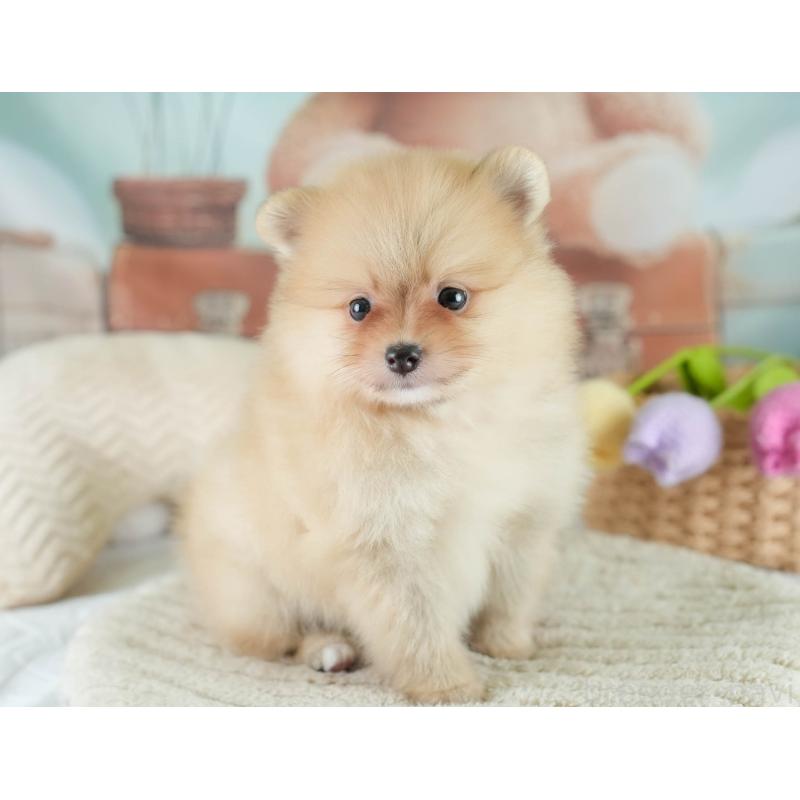 販売中の栃木県のポメラニアン-422701の5枚目