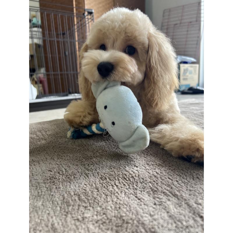 販売中の茨城県のマルプー:マルチーズ×トイプードル-398789の3枚目