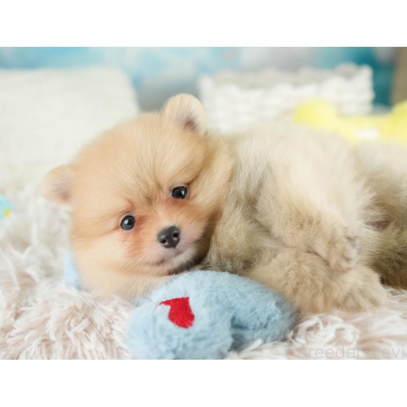 販売中の栃木県のポメラニアン-422701の4枚目