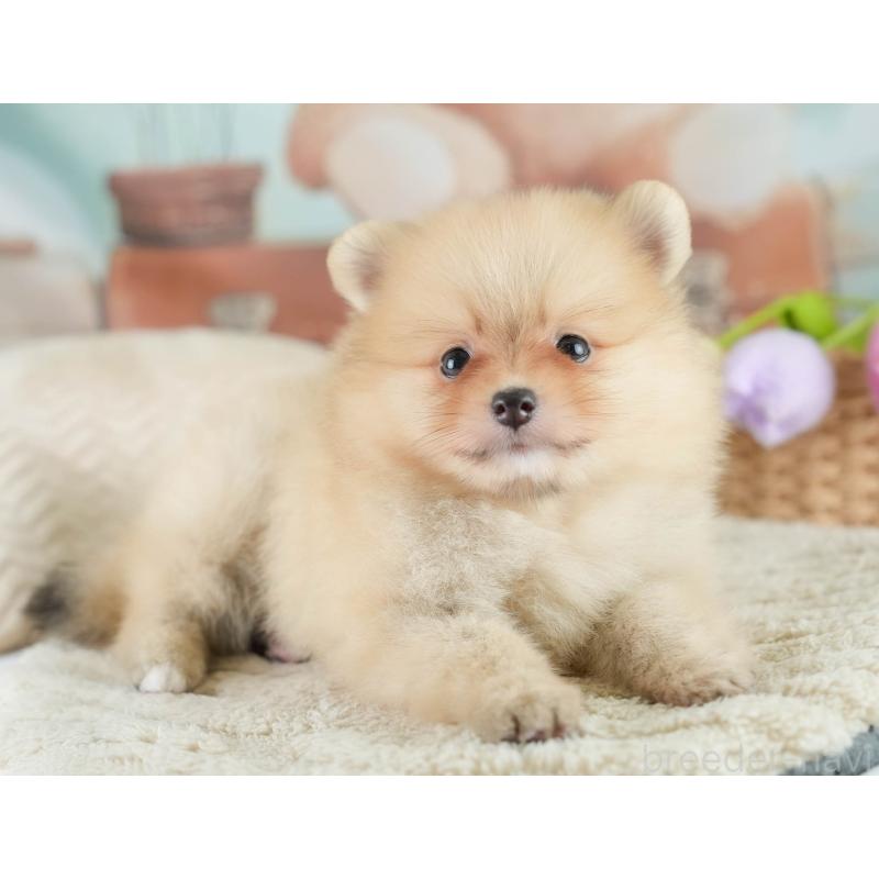 販売中の栃木県のポメラニアン-422701の3枚目