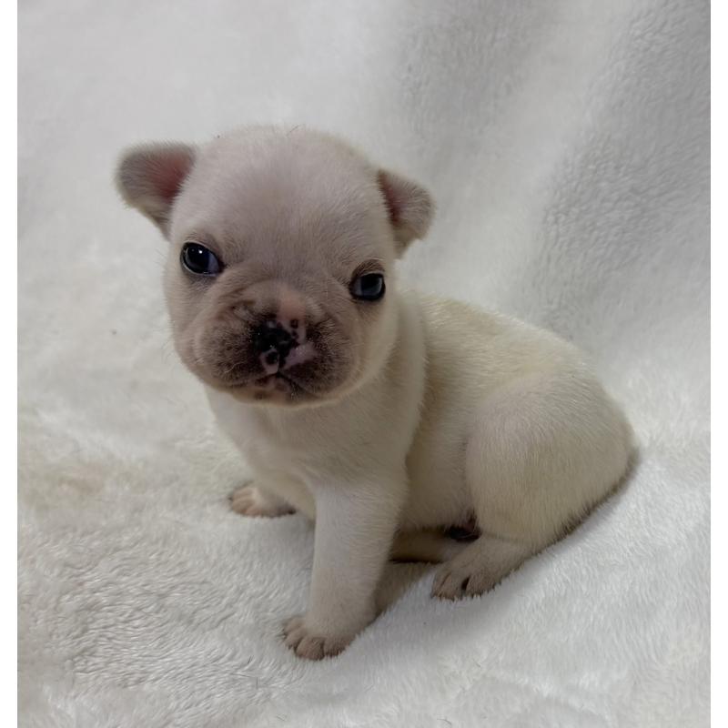 販売中の山口県のフレンチブルドッグ-422700