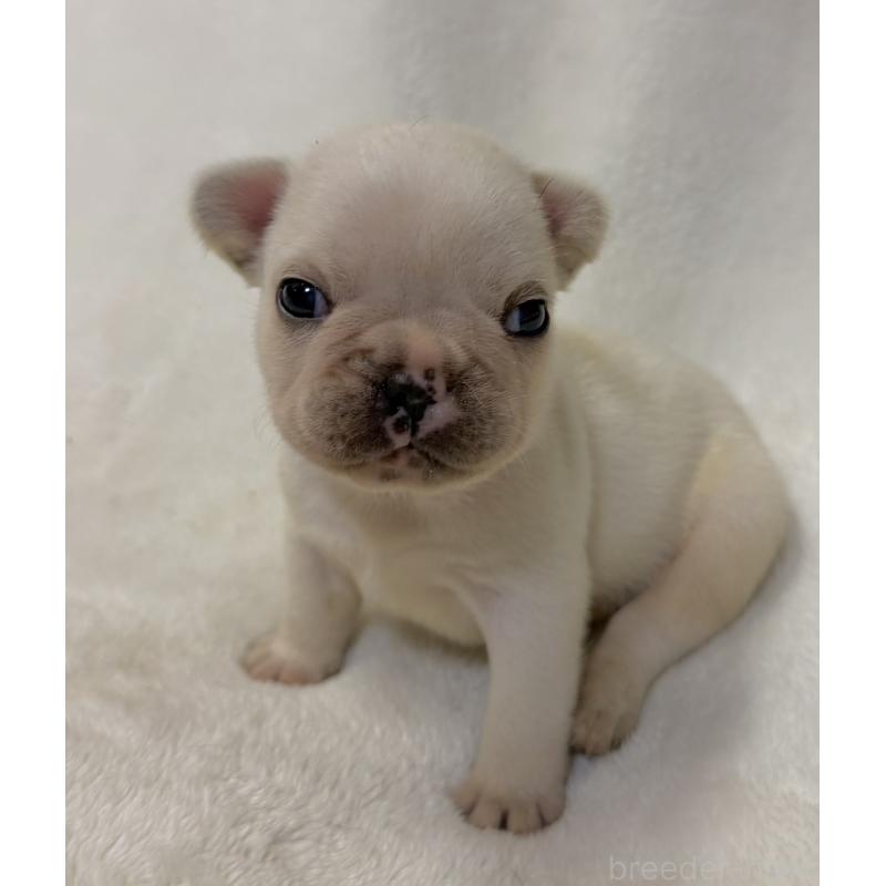 販売中の山口県のフレンチブルドッグ-422700の4枚目