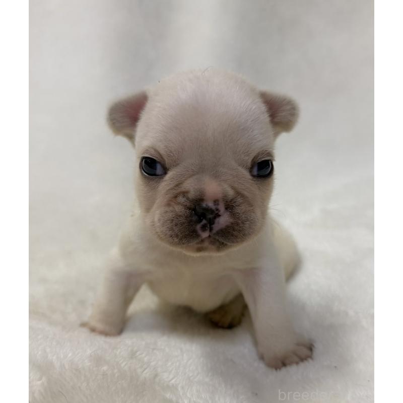 販売中の山口県のフレンチブルドッグ-422700の3枚目