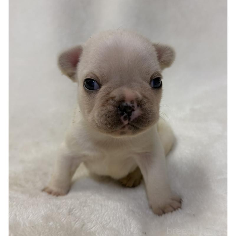 販売中の山口県のフレンチブルドッグ-422700の2枚目