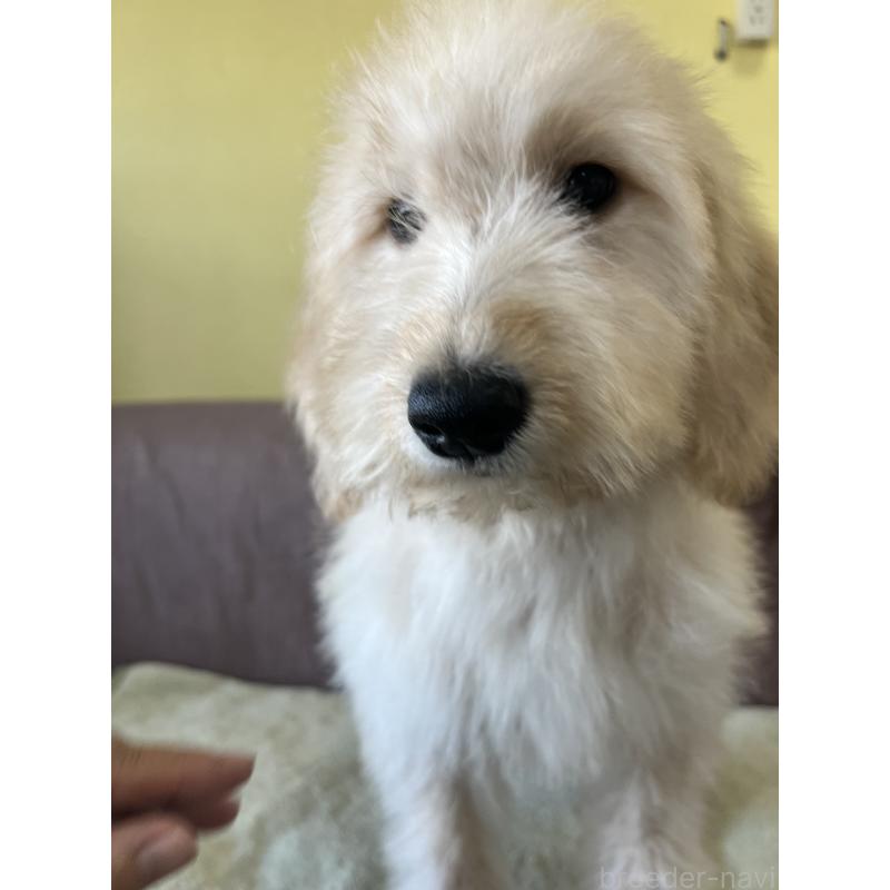 販売中の茨城県のゴールデンドゥードル:ゴールデンレトリーバー×プードル-414517の4枚目