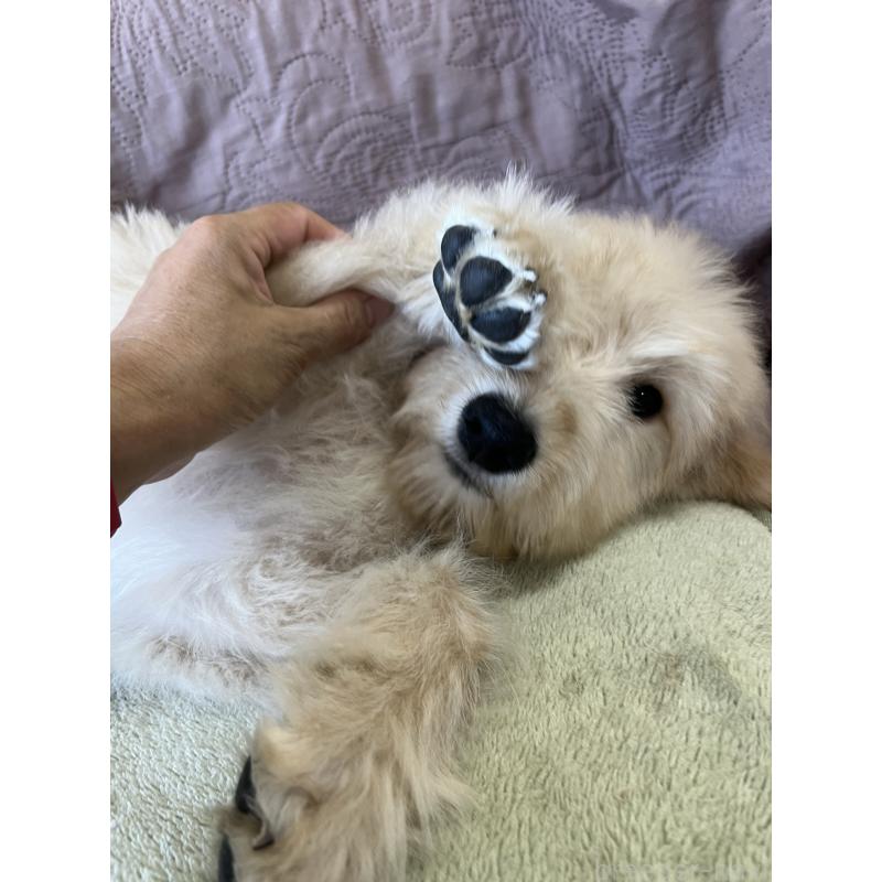 販売中の茨城県のゴールデンドゥードル:ゴールデンレトリーバー×プードル-414517の3枚目