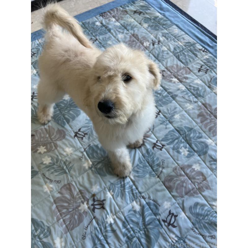 販売中の茨城県のゴールデンドゥードル:ゴールデンレトリーバー×プードル-414517の2枚目