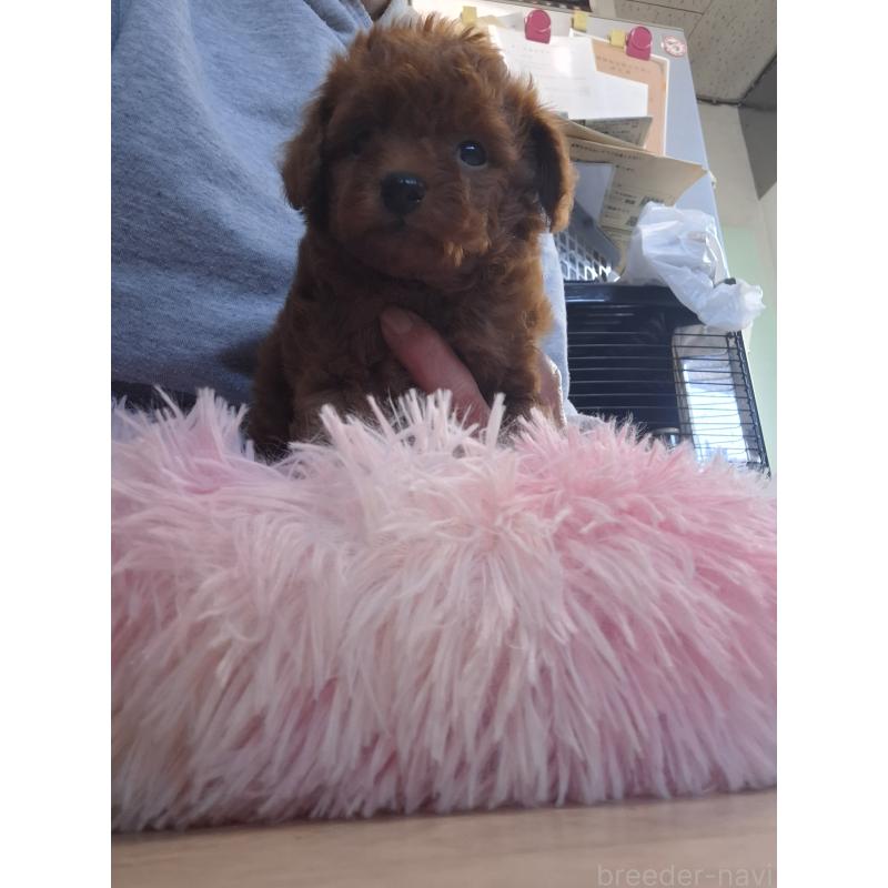 商談中の群馬県のトイプードル-420850の7枚目