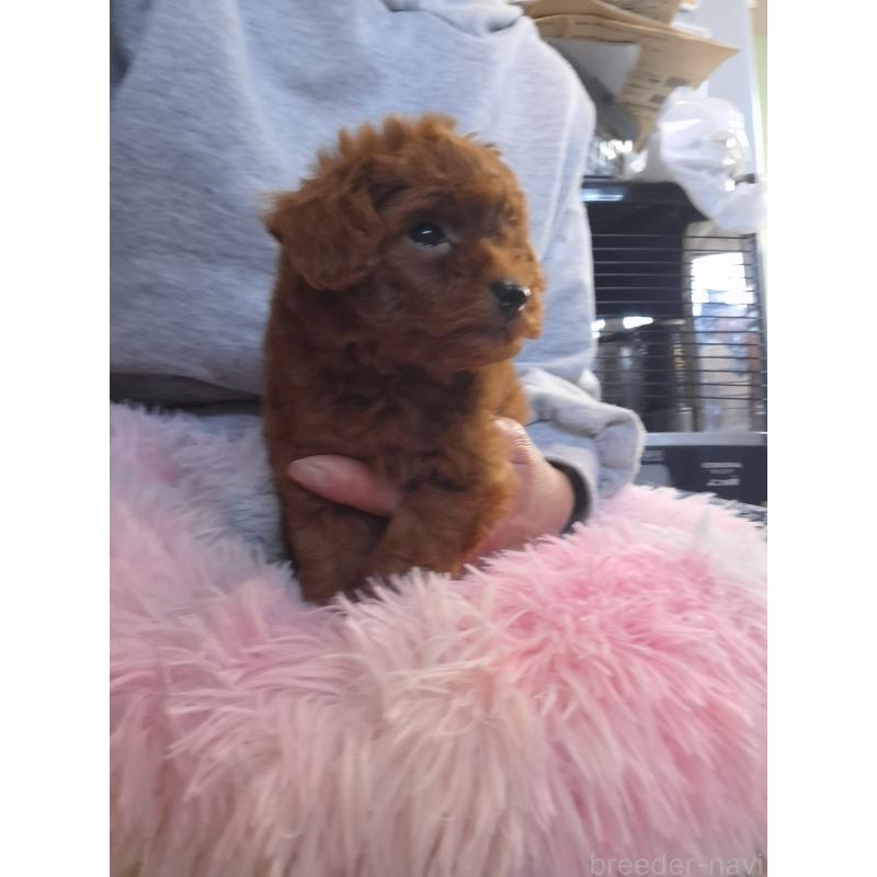 商談中の群馬県のトイプードル-420850の6枚目