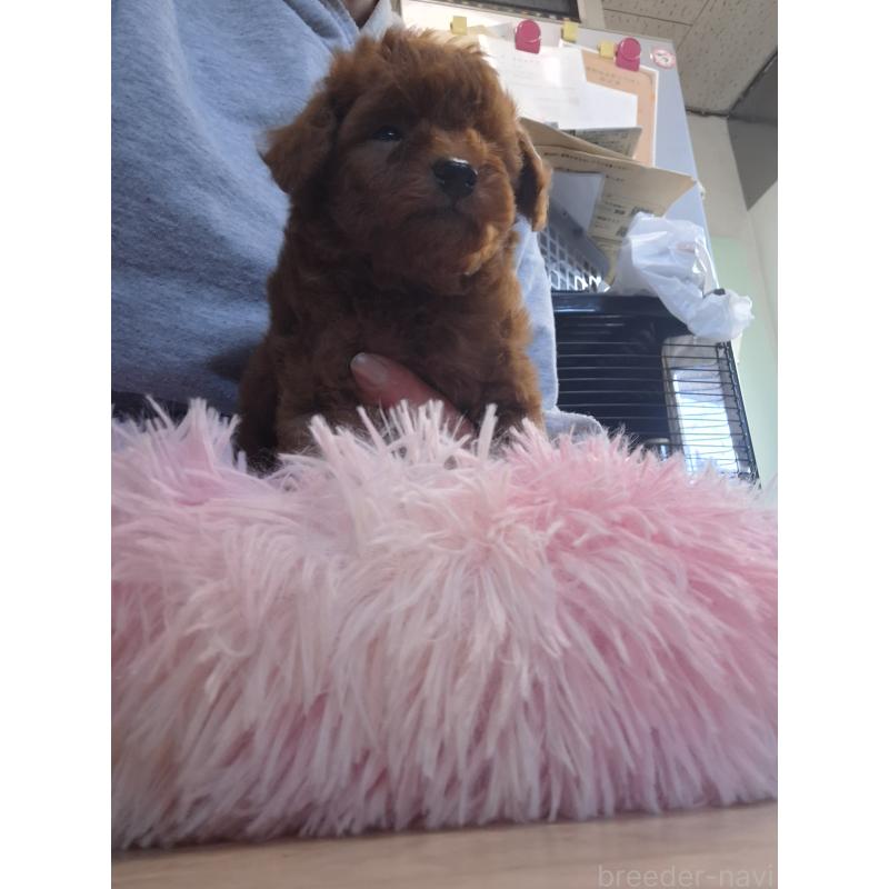 商談中の群馬県のトイプードル-420850の5枚目