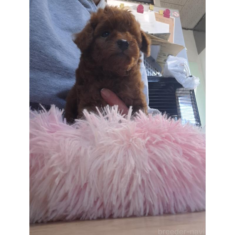 商談中の群馬県のトイプードル-420850の4枚目