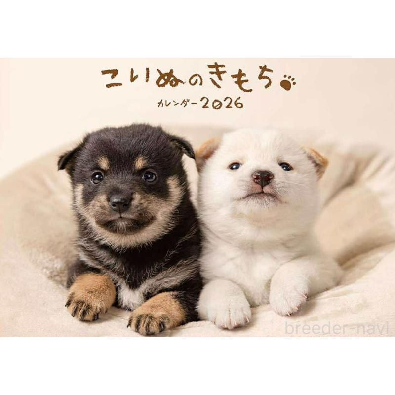 成約済の千葉県の柴犬-413192の3枚目