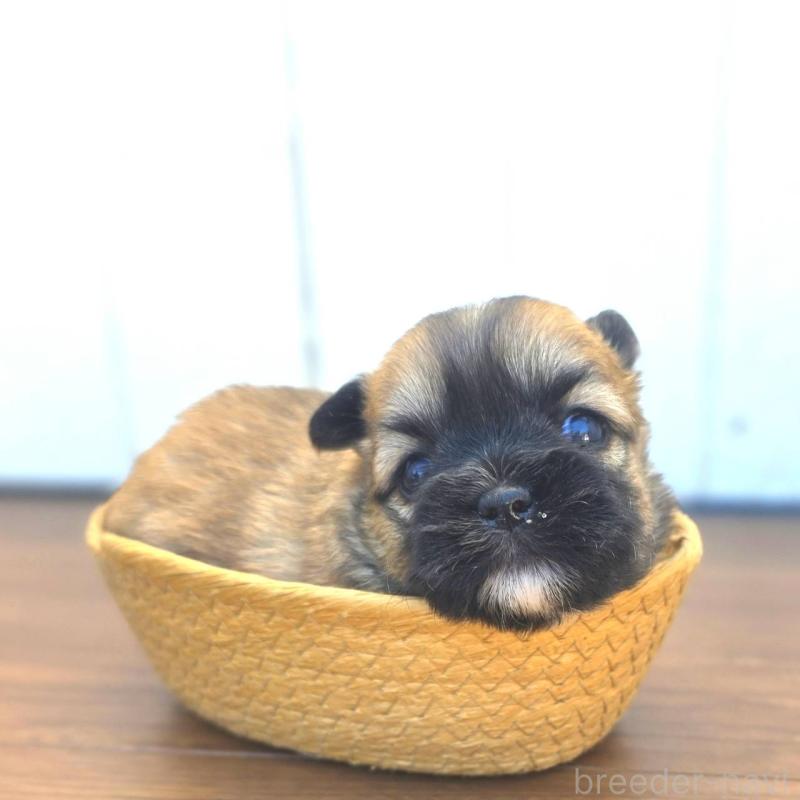 販売中の茨城県のチワズー:チワワ×シーズー-422703の6枚目