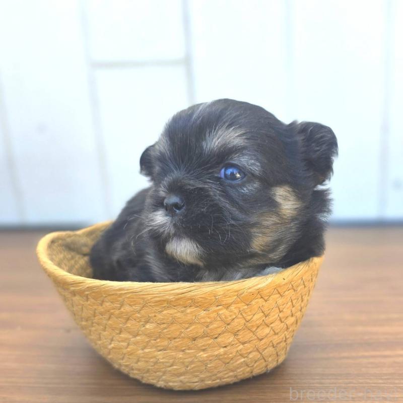 販売中の茨城県のチワズー:チワワ×シーズー-422704の2枚目
