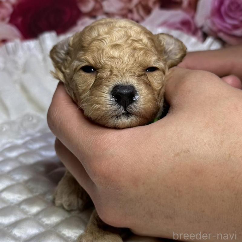 販売中の広島県のトイプードル-422708の5枚目