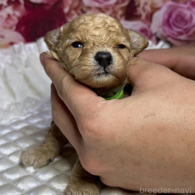 販売中の広島県のトイプードル-422708の4枚目